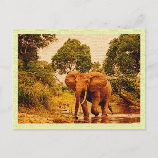  Briefkaart Afrikaanse olifant (Voorkant)