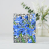 Briefkaart Agapanthus (Staand voorkant)