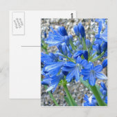 Briefkaart Agapanthus (Voorkant / Achterkant)