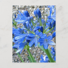 Briefkaart Agapanthus