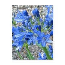 Briefkaart Agapanthus
