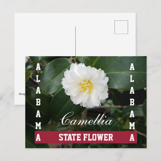 Briefkaart Alabama State Flower Camellia (Voorkant / Achterkant)