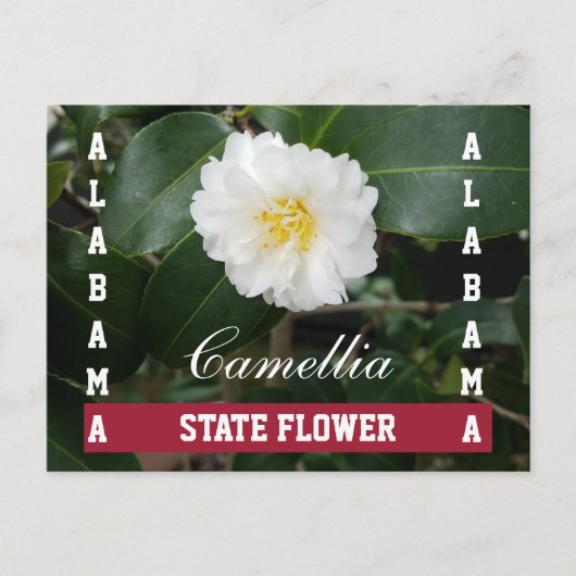 Briefkaart Alabama State Flower Camellia (Voorkant)