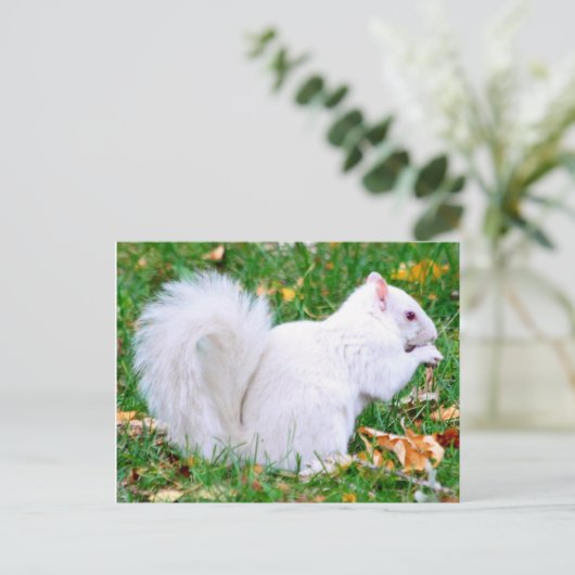 Briefkaart - Albino Squirrel (Staand voorkant)