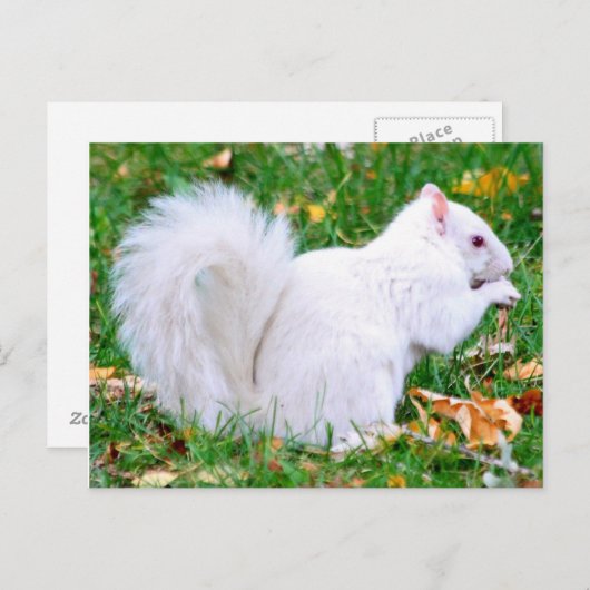 Briefkaart - Albino Squirrel (Voorkant / Achterkant)