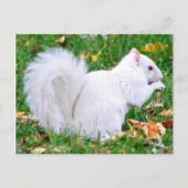 Briefkaart - Albino Squirrel (Voorkant)
