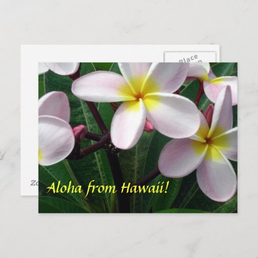 briefkaart "Aloha uit Hawaï" (Voorkant / Achterkant)