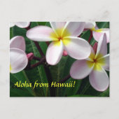 briefkaart "Aloha uit Hawaï" (Voorkant)