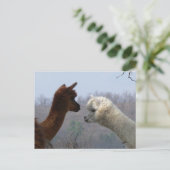 Briefkaart Alpaca Chat (Staand voorkant)