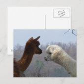 Briefkaart Alpaca Chat (Voorkant / Achterkant)