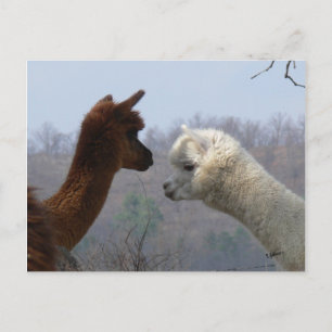 Briefkaart Alpaca Chat