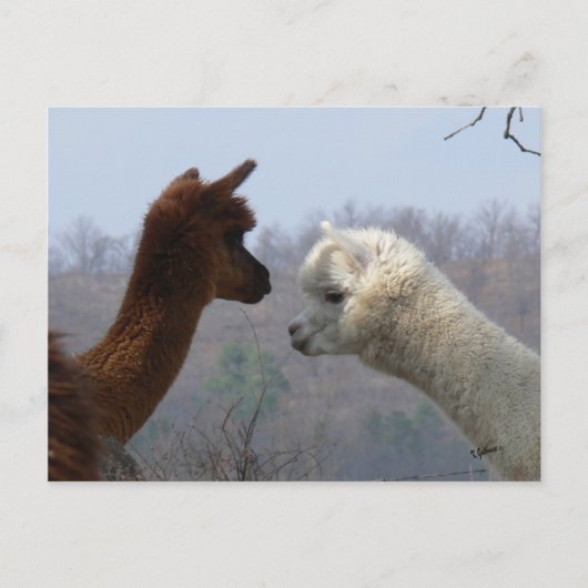Briefkaart Alpaca Chat (Voorkant)