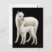 Briefkaart Alpaca & Cria (Voorkant / Achterkant)