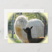 Briefkaart Alpaca Kisses (Voorkant / Achterkant)
