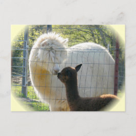 Briefkaart Alpaca Kisses