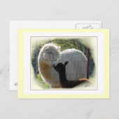 Briefkaart Alpaca Kisses (Voorkant / Achterkant)