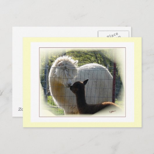 Briefkaart Alpaca Kisses (Voorkant / Achterkant)