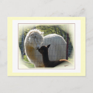 Briefkaart Alpaca Kisses