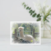 Briefkaart Alpaca Lace (Staand voorkant)