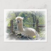 Briefkaart Alpaca Lace (Voorkant)