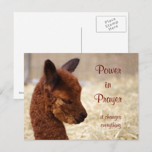 Briefkaart Alpaca Prayer (Voorkant / Achterkant)