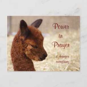 Briefkaart Alpaca Prayer