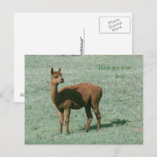 Briefkaart - Alpaca - Wens dat je hier was