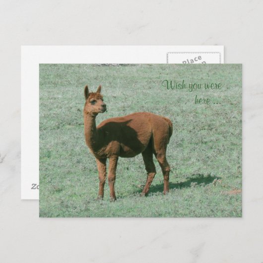 Briefkaart - Alpaca - Wens dat je hier was (Voorkant / Achterkant)