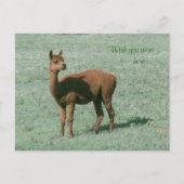 Briefkaart - Alpaca - Wens dat je hier was (Voorkant)