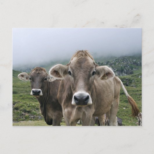 Briefkaart alpiene koeien (Voorkant)
