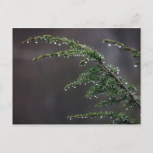 Briefkaart, altijd groen in de regen briefkaart