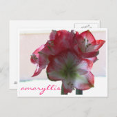 briefkaart amaryllis (Voorkant / Achterkant)
