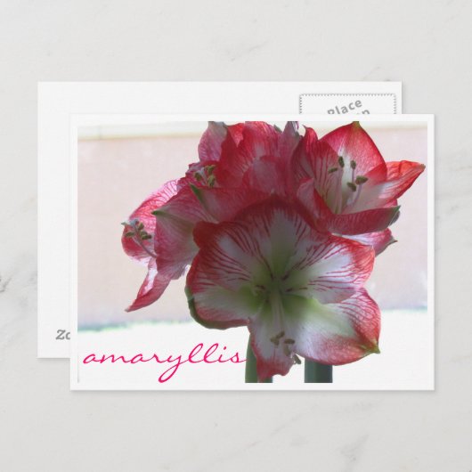 briefkaart amaryllis (Voorkant / Achterkant)