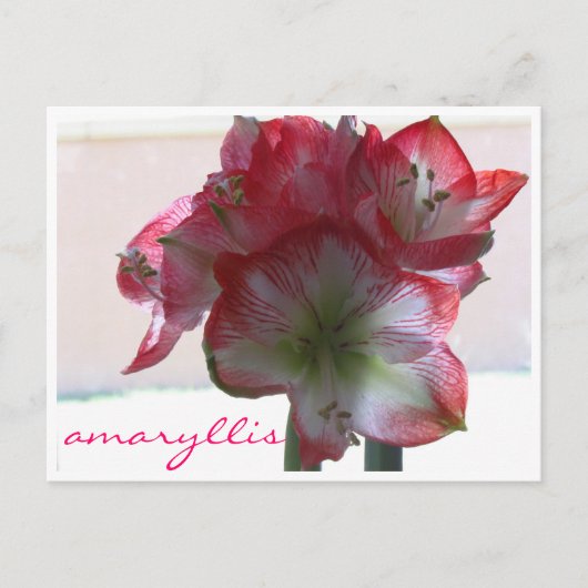 briefkaart amaryllis (Voorkant)