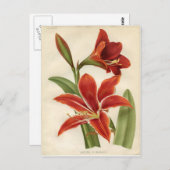 Briefkaart:  Amaryllis Briefkaart (Voorkant / Achterkant)