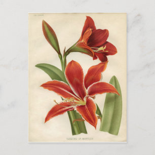 Briefkaart: Amaryllis Briefkaart