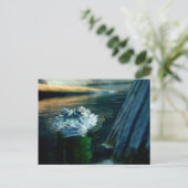 BRIEFKAART Amerikaans KrokodilleNoord-Carolina (Staand voorkant)