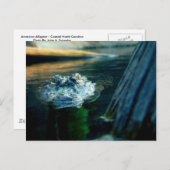 BRIEFKAART Amerikaans KrokodilleNoord-Carolina (Voorkant / Achterkant)