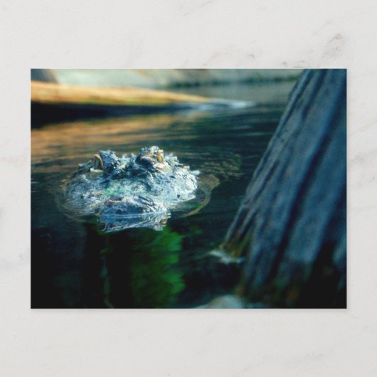 BRIEFKAART Amerikaans KrokodilleNoord-Carolina (Voorkant)