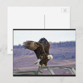 Briefkaart Amerikaanse Bald Eagle (Voorkant / Achterkant)