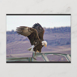 Briefkaart Amerikaanse Bald Eagle