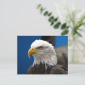 Briefkaart Amerikaanse Bald Eagle (Staand voorkant)