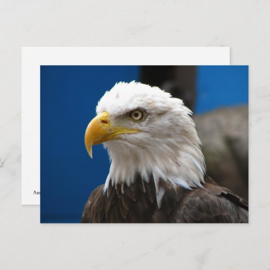Briefkaart Amerikaanse Bald Eagle (Voorkant / Achterkant)