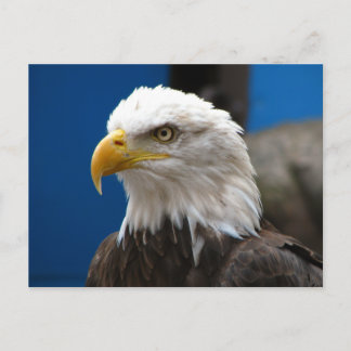 Briefkaart Amerikaanse Bald Eagle