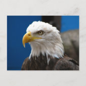 Briefkaart Amerikaanse Bald Eagle (Voorkant)