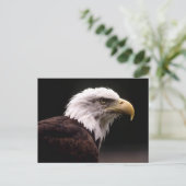 Briefkaart Amerikaanse Bald Eagle (Staand voorkant)