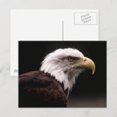 Briefkaart Amerikaanse Bald Eagle (Voorkant / Achterkant)