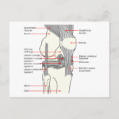 Briefkaart Anatomisch diagram rechtskniegewricht (Voorkant)