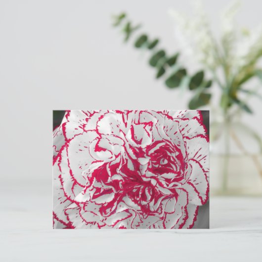 Briefkaart - anjer in rood en wit (Staand voorkant)