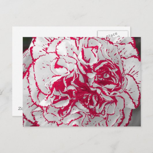 Briefkaart - anjer in rood en wit (Voorkant / Achterkant)